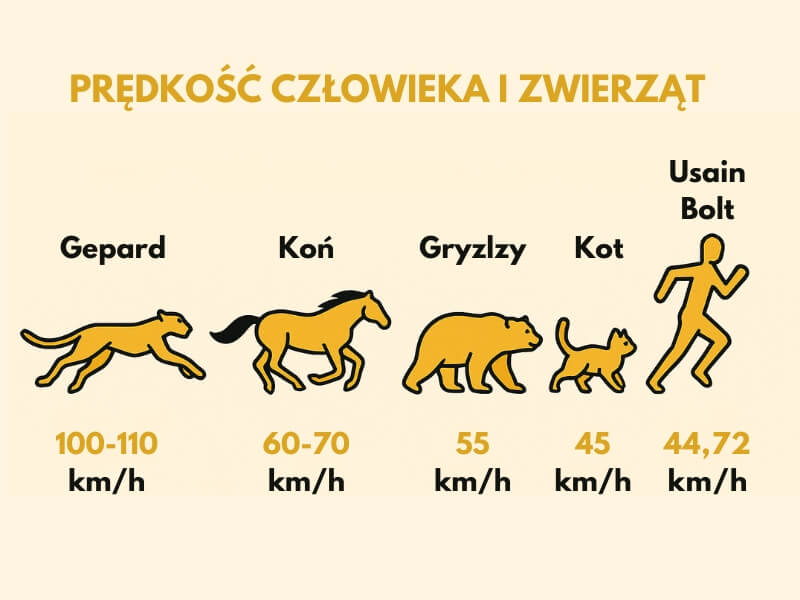 jak szybko biega człowiek a jak zwierzęta