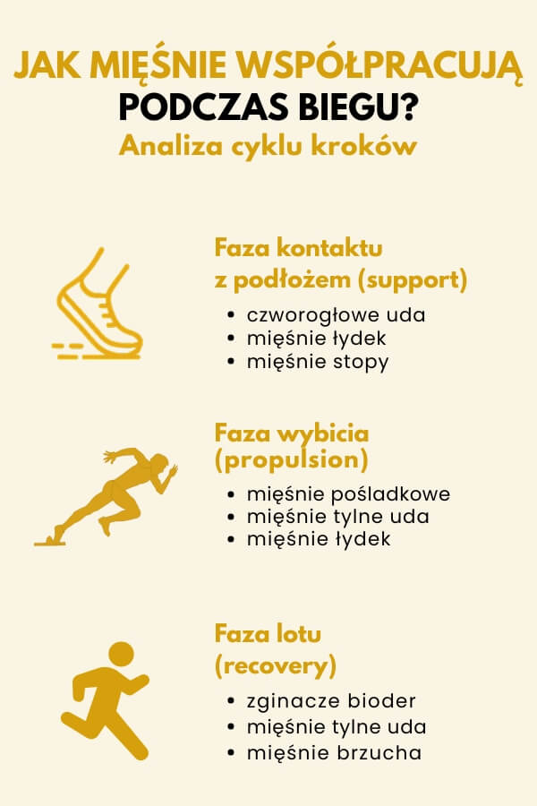 jakie mięśnie pracują przy bieganiu z podziałem na konkretne cykle