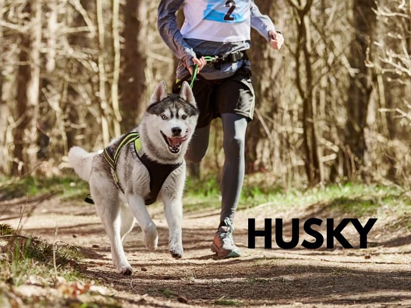 husky biegnący na smyczy