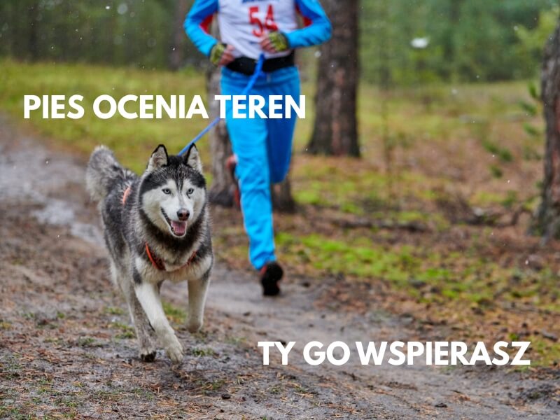 Canicross – co to i jaka jest rola psa
