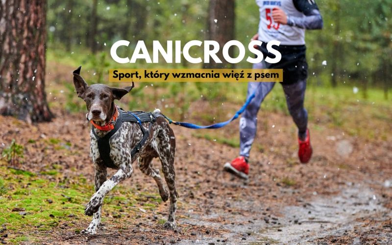 Canicross – co to za dyscyplina z psami
