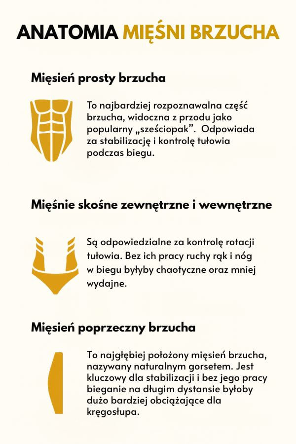 Anatomia mięśni brzucha - jakie partie ćwiczyć przy bieganiu? Infografika