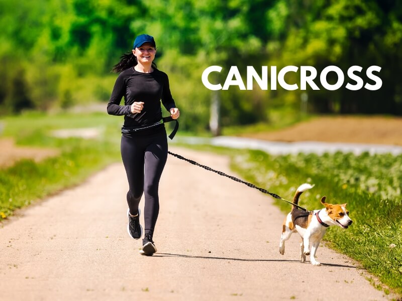 bieganie z psem - canicross